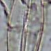 Frustulia rhomboides (EHRENB.) DE-TONI
