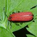 Dictyoptera aurora - dlouhoústec červený